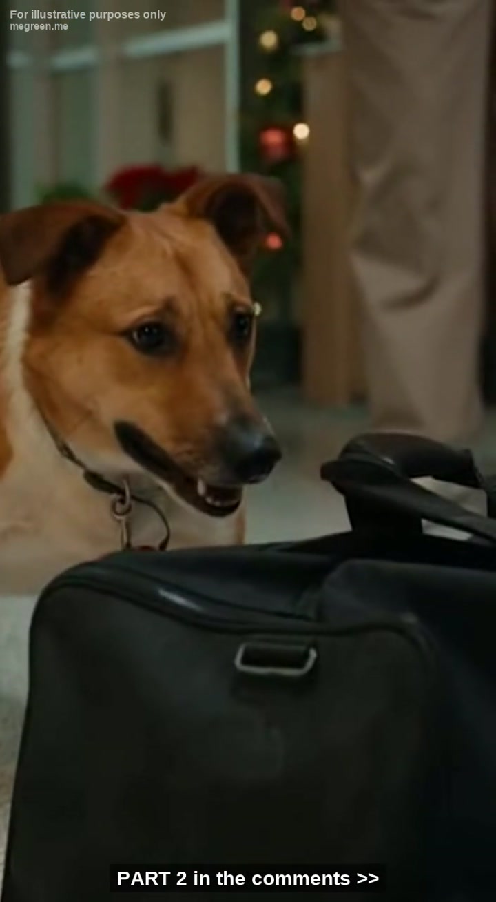 ⚠️ My Dead Husband’S Dog Dragged A Mysterious Black Bag Into The Er