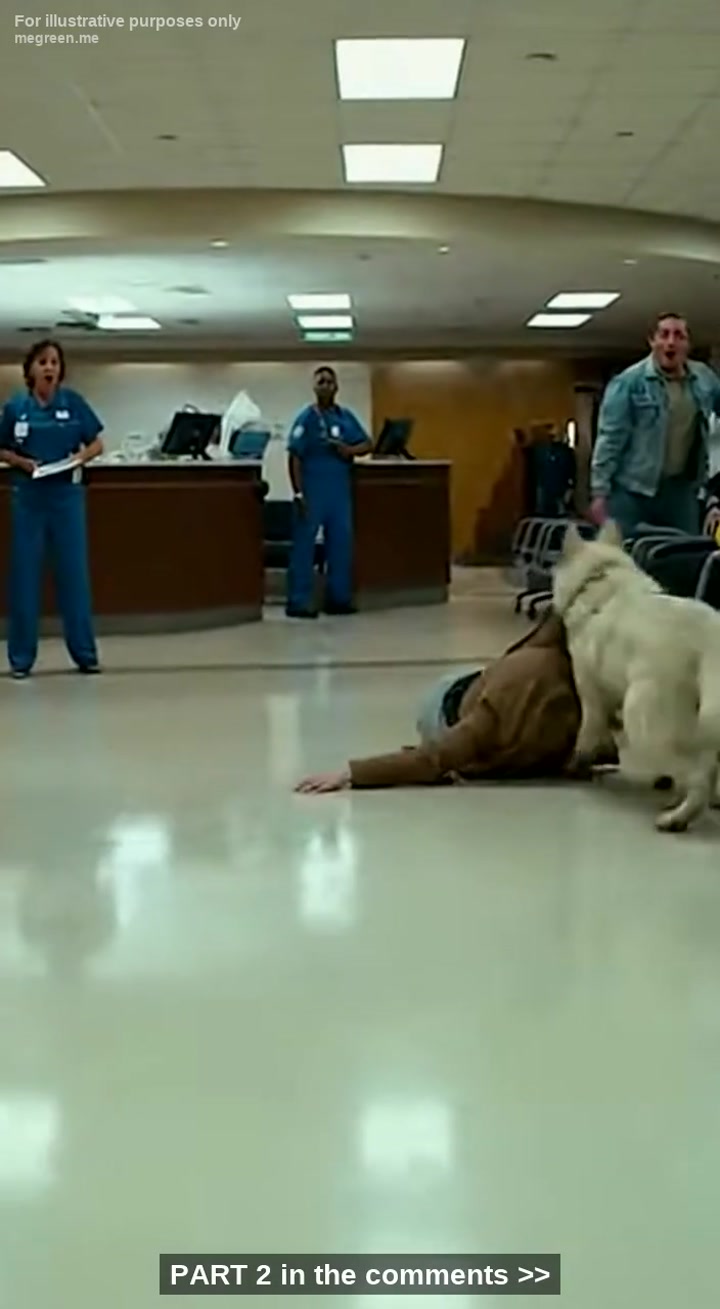 Stray White Shepherd Dragged A Dying Pregnant Hospital That Sent Whole Hospital Freak Out And Dialed Cops To Arrest Him