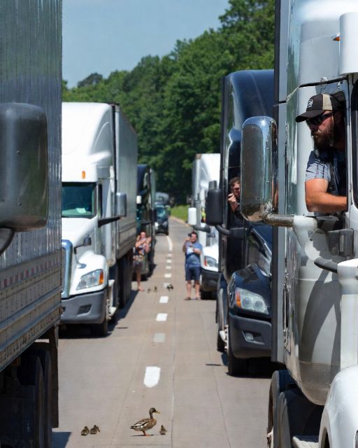 A Line Of Truckers Blocked The Highway For Ducks. But They Weren’t Looking At The Ducks.