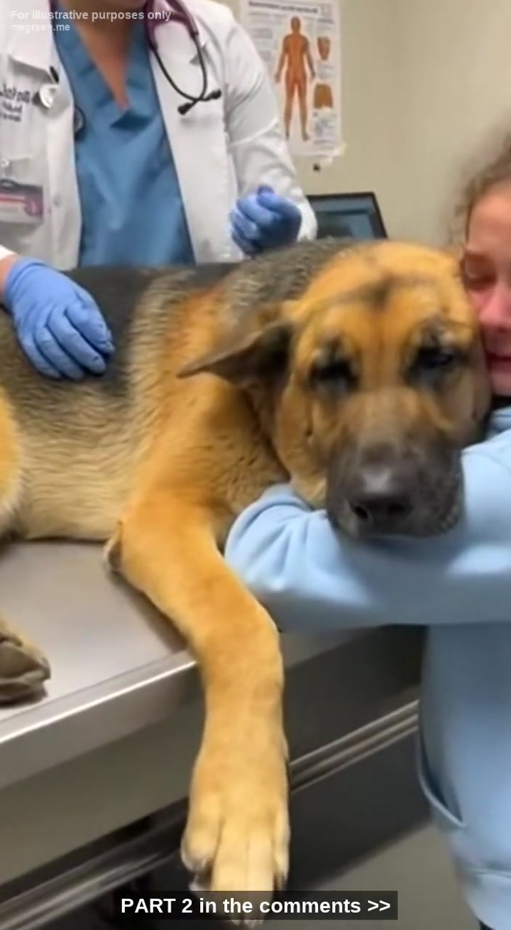 Dying German Shepherd Wraps His Body Around Little Girl Before Euthanasia – Vet Sees One Secret Detail & Stops Everything