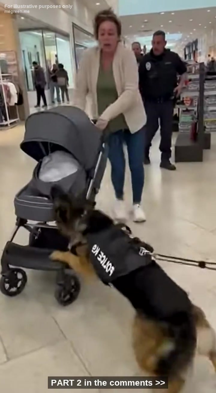 K9 Goes Wild On A Woman With A Stroller, Shoppers Screaming That A Baby’S Being Attacked