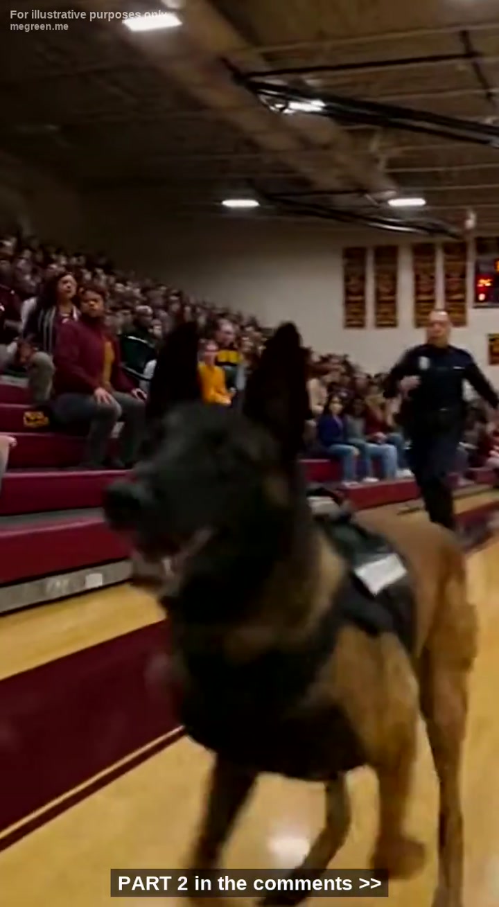 My K-9 Malinois Suddenly Violated Protocol In Front Of 500 Students To Protect A Little Girl He’D Never Met – But What I Found Under Her Sleeve Made Me Drew My Weapon On The Spot